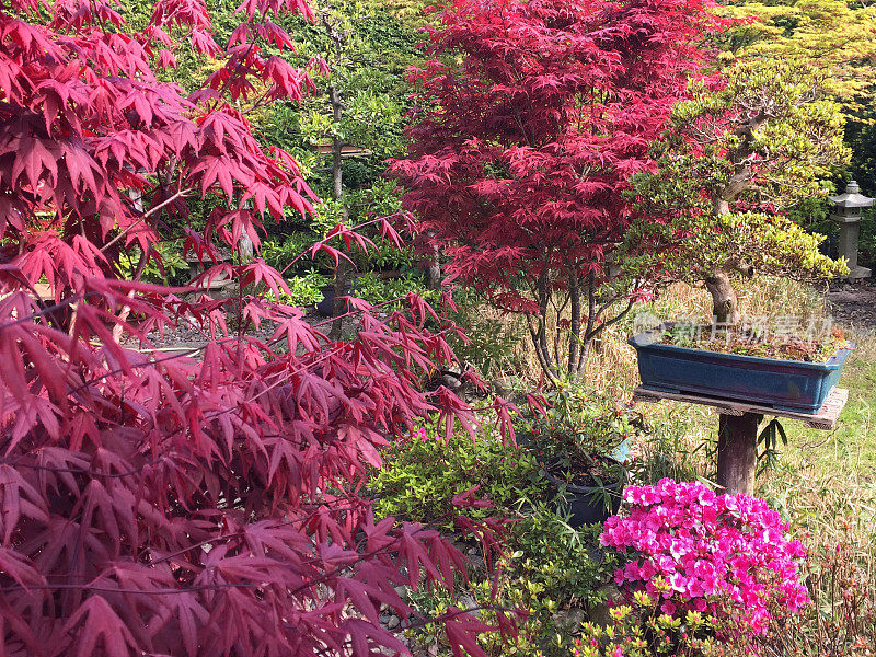 东方花园的春天，紫色和红色的日本枫树/多树干的棕榈槭叶、嫩枝和树叶，开花的杜鹃花粉红色的花，花岗岩柱灯，竹子，盆景树的底座站在小路上